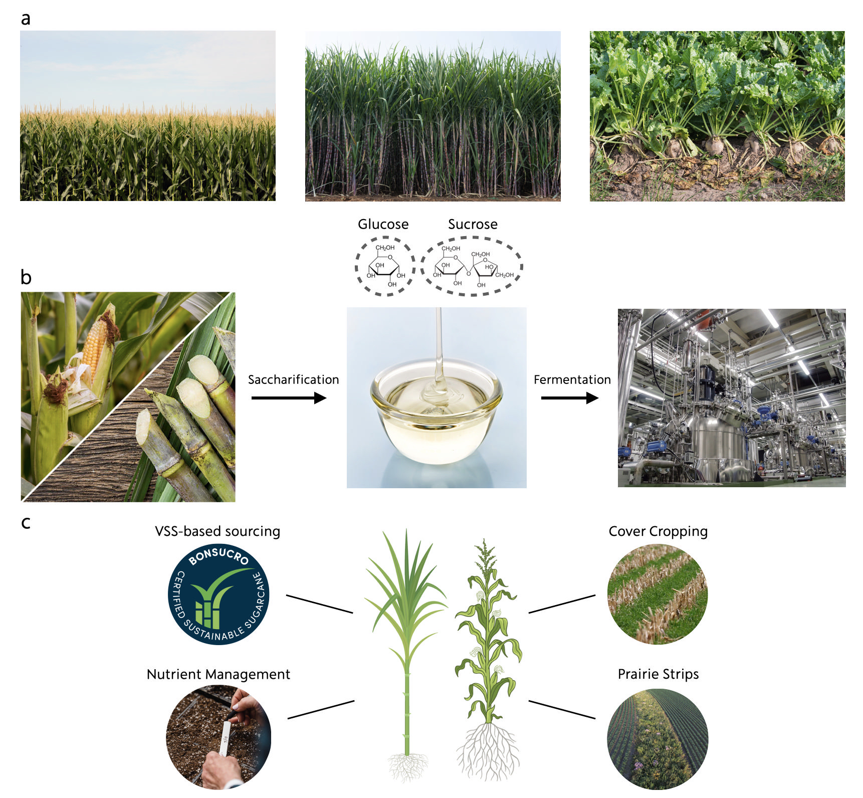 Fuelling the future of sustainable sugar fermentation across generations