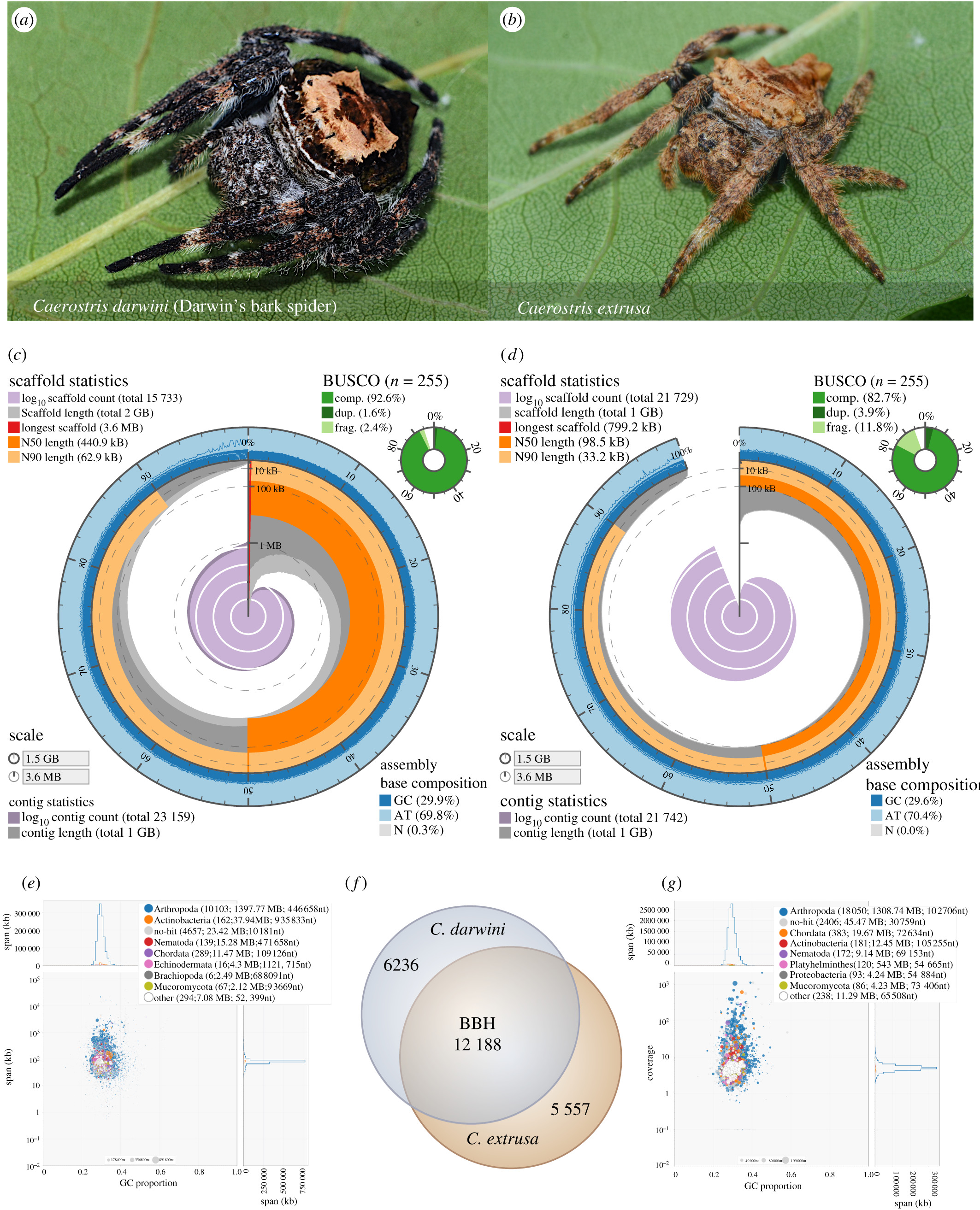 Darwin’s bark spider shares a spidroin repertoire with Caerostris extrusa but achieves extraordinary silk toughness through gene expression