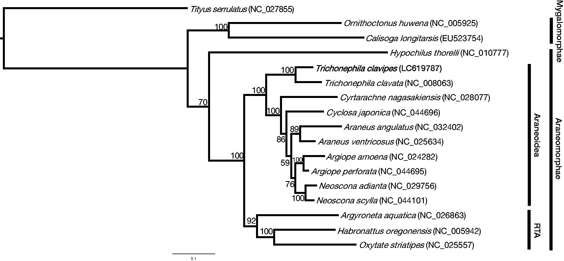 The complete mitochondrial genome of Trichonephila clavipes (Araneae: Araneidae)