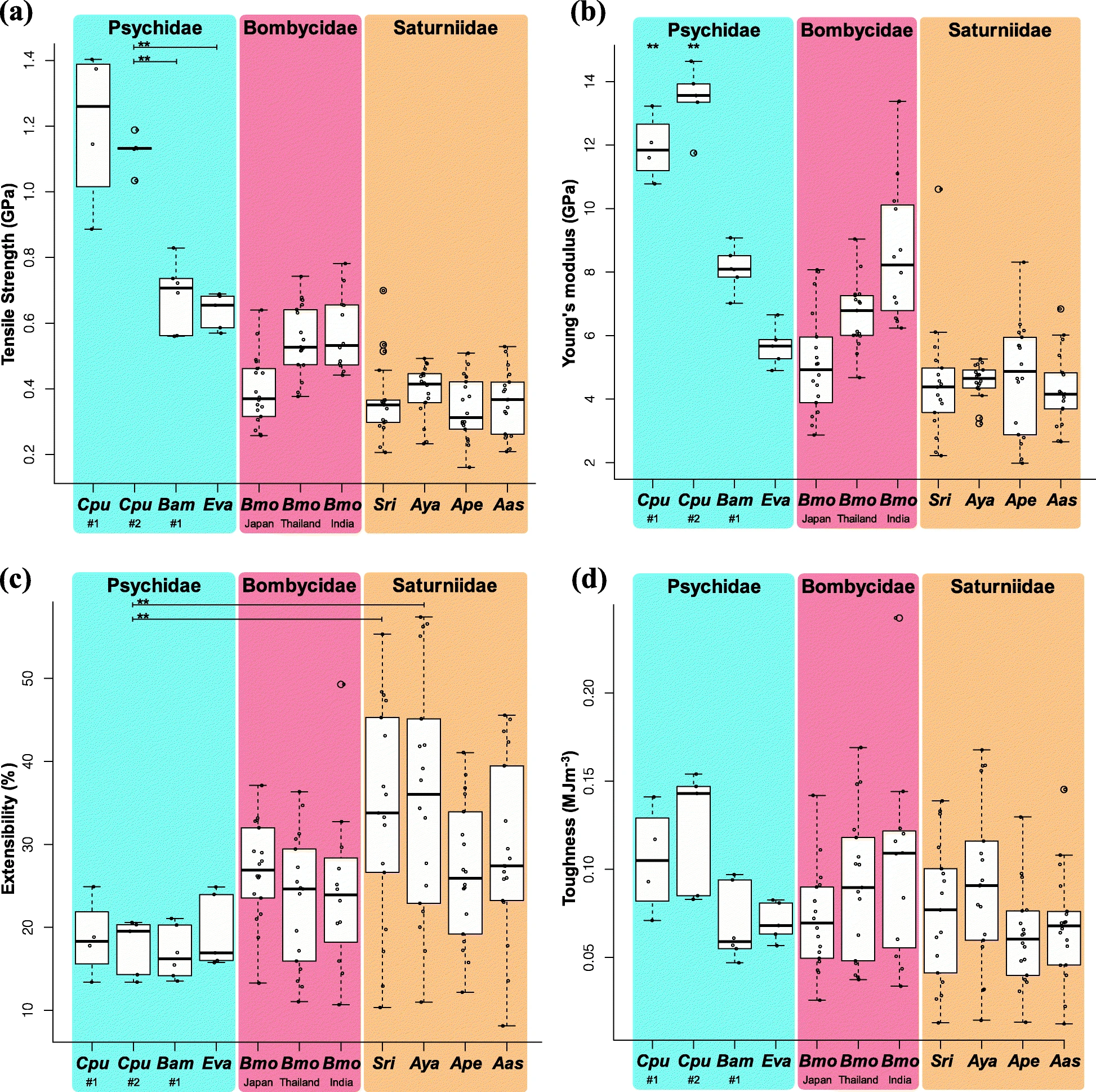 The balance of crystalline and amorphous regions in the fibroin structure underpins the tensile strength of bagworm silk