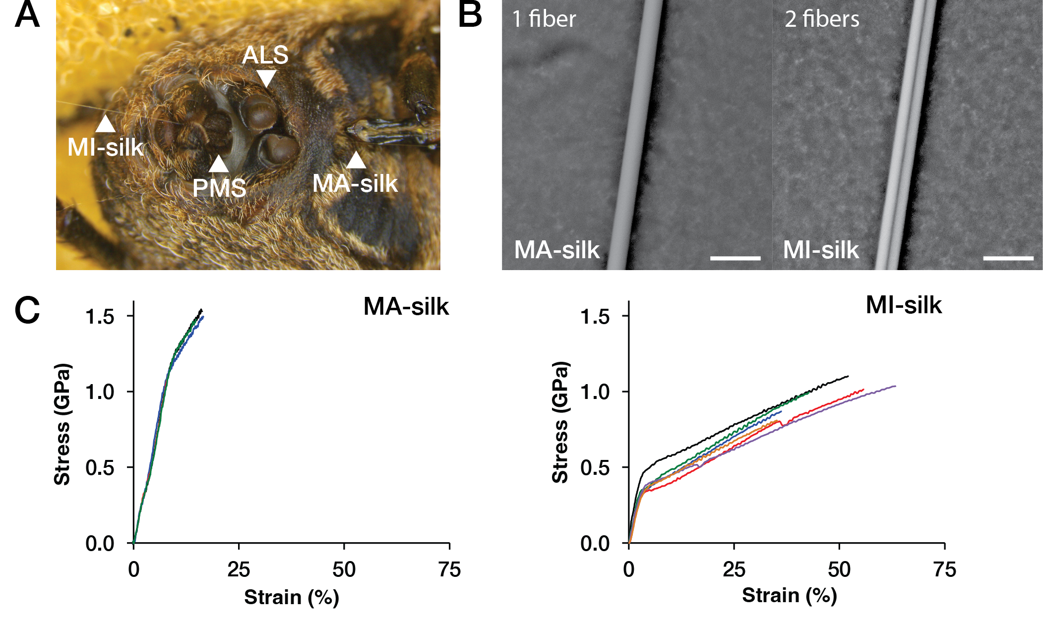 The balance of crystalline and amorphous regions in the fibroin structure underpins the tensile strength of bagworm silk